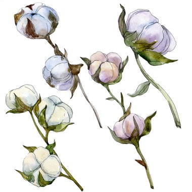 Pamuk botanik çiçek. Vahşi bahar yaprak izole kır çiçeği. Suluboya arka plan illüstrasyon küme. Suluboya çizim moda aquarelle izole. İzole pamuk illüstrasyon öğesi.
