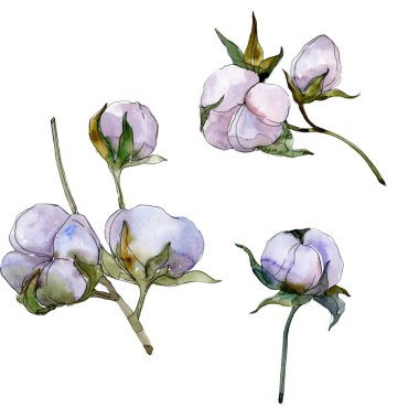 Mor pamuk beyaz izole. Suluboya arka plan illüstrasyon seti.