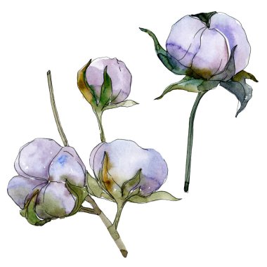 Mor pamuk beyaz izole. Suluboya arka plan illüstrasyon seti.