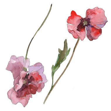 Mor kırmızı haşhaş botanik çiçek. Vahşi bahar yaprak izole. Suluboya arka plan illüstrasyon küme. Suluboya çizim moda aquarelle izole. İzole haşhaş illüstrasyon öğesi.