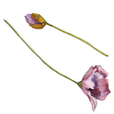 Mor kırmızı haşhaş botanik çiçek. Vahşi bahar yaprak izole. Suluboya arka plan illüstrasyon küme. Suluboya çizim moda aquarelle izole. İzole haşhaş illüstrasyon öğesi.