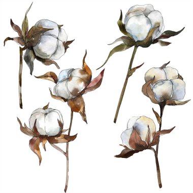 Pamuk botanik çiçek. Suluboya arka plan illüstrasyon küme. Suluboya çizim moda aquarelle izole. İzole pamuk illüstrasyon öğesi.