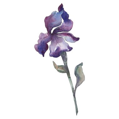 Mor Iris. Botanik çiçek. Vahşi bahar yaprak izole kır çiçeği. Suluboya arka plan illüstrasyon küme. Suluboya çizim moda aquarelle izole. İzole Iris resim öğesi.