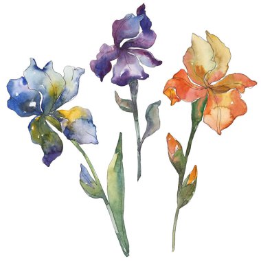 Mavi, mor ve turuncu Süsen. Botanik çiçek. Vahşi bahar yaprak izole. Suluboya arka plan illüstrasyon küme. Suluboya çizim moda aquarelle. İzole Iris resim öğesi.