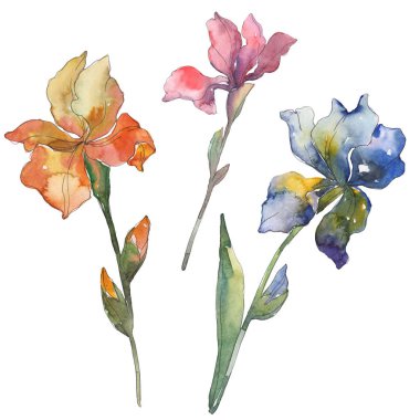 Turuncu, kırmızı ve mavi süsen. Botanik çiçek. Vahşi bahar yaprak izole. Suluboya arka plan illüstrasyon küme. Suluboya çizim moda aquarelle. İzole Iris resim öğesi.