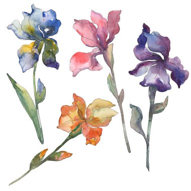 Mor, kırmızı, turuncu ve mavi süsen. Botanik çiçek. Vahşi bahar yaprak izole. Suluboya arka plan ayarlamak. Suluboya çizim moda aquarelle. İzole Iris resim öğesi.