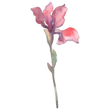 Kırmızı Iris. Botanik çiçek. Vahşi bahar yaprak izole kır çiçeği. Suluboya arka plan illüstrasyon küme. Suluboya çizim moda aquarelle izole. İzole Iris resim öğesi.