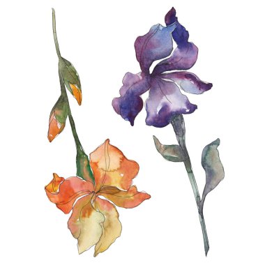 Turuncu ve mor Süsen. Botanik çiçek. Vahşi bahar yaprak izole. Suluboya arka plan illüstrasyon küme. Suluboya çizim moda aquarelle. İzole Iris resim öğesi.