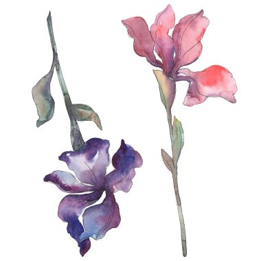 Kırmızı ve mor Süsen. Botanik çiçek. Vahşi bahar yaprak izole. Suluboya arka plan illüstrasyon küme. Suluboya çizim moda aquarelle izole. İzole Iris resim öğesi.