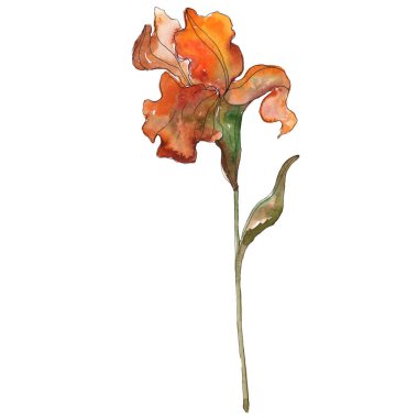 Kırmızı Iris botanik çiçek. Vahşi bahar yaprak izole kır çiçeği. Suluboya arka plan illüstrasyon küme. Suluboya çizim moda aquarelle izole. İzole Iris resim öğesi.