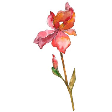 Kırmızı Iris botanik çiçek. Vahşi bahar yaprak izole kır çiçeği. Suluboya arka plan illüstrasyon küme. Suluboya çizim moda aquarelle izole. İzole Iris resim öğesi.
