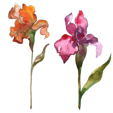 Mor ve kırmızı gözü botanik çiçek. Vahşi bahar yaprak izole kır çiçeği. Suluboya arka plan illüstrasyon küme. Suluboya çizim moda aquarelle. İzole Iris resim öğesi.