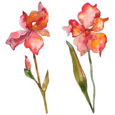 Kırmızı Iris botanik çiçek. Vahşi bahar yaprak izole kır çiçeği. Suluboya arka plan illüstrasyon küme. Suluboya çizim moda aquarelle izole. İzole Iris resim öğesi.