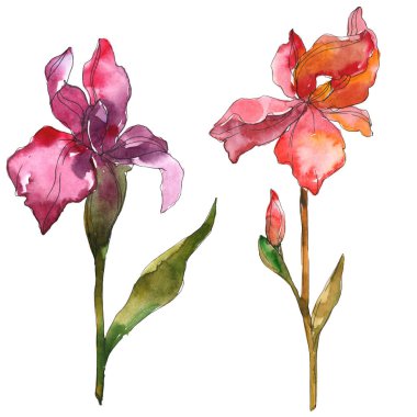 Mor ve kırmızı gözü botanik çiçek. Vahşi bahar yaprak izole kır çiçeği. Suluboya arka plan illüstrasyon küme. Suluboya çizim moda aquarelle. İzole Iris resim öğesi.