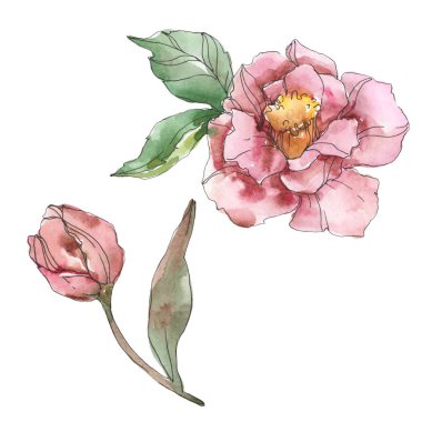 Beyaz izole kırmızı ve mor kamelya. Suluboya arka plan illüstrasyon öğesi.