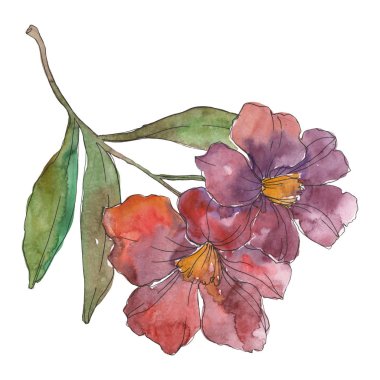 Beyaz izole kırmızı ve mor kamelya. Suluboya arka plan illüstrasyon öğesi.