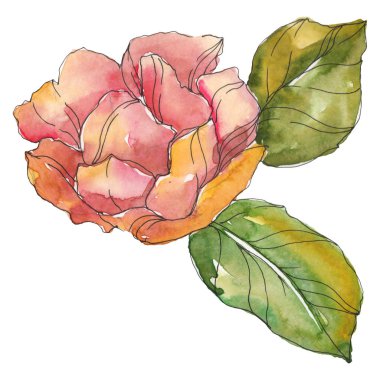 Beyaz izole kırmızı ve mor kamelya. Suluboya arka plan illüstrasyon öğesi.