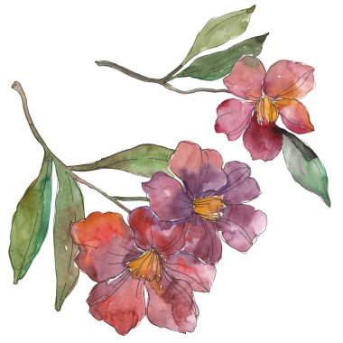 Beyaz izole kırmızı ve mor kamelya. Suluboya arka plan illüstrasyon öğesi.