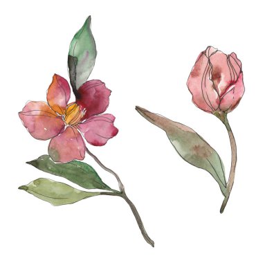 Beyaz izole kırmızı ve mor kamelya. Suluboya arka plan illüstrasyon öğesi.