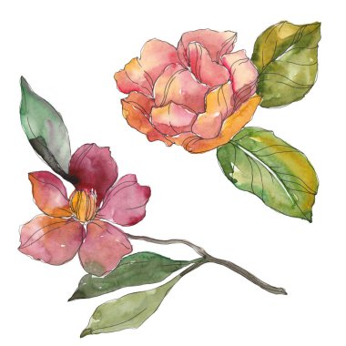 Beyaz izole kırmızı ve mor kamelya. Suluboya arka plan illüstrasyon öğesi.