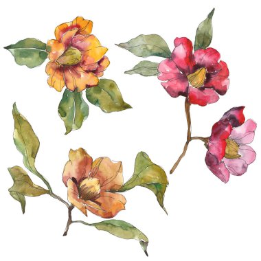 Turuncu ve kırmızı Kamelya çiçek yeşil yaprakları ile izole. Suluboya resim seti. 