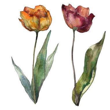 Burgundy ve turuncu haşhaş yaprakları ile izole. Sulu boya resimde unsurlar.