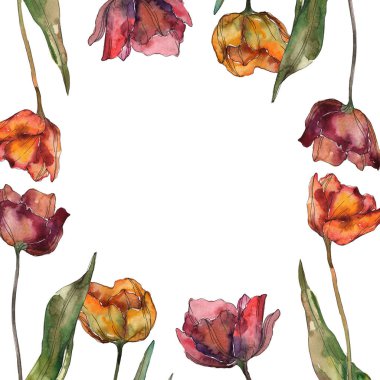 Burgundy ve kırmızı yaprakları ile haşhaş izole. Suluboya resim kümesi. Çerçeve kenarlığı süsleme kopya alanı ile.