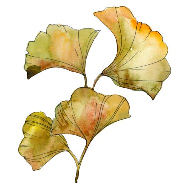 İzole sarı ve yeşil ginkgo biloba yaprakları. Suluboya arka plan illüstrasyon seti. 
