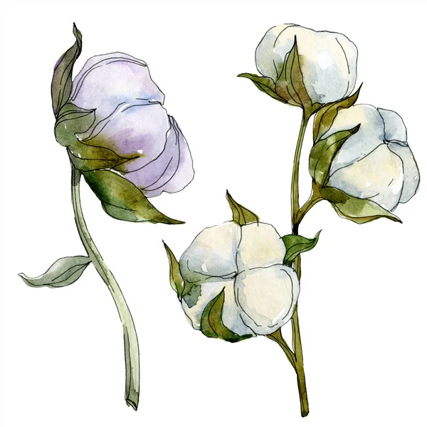 Baumwolle Blumen Botanische Blume Wildes Frühlingsblatt Wildblume Isoliert Aquarell Hintergrundillustration — Stockfoto