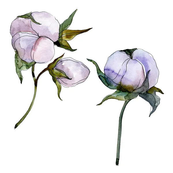 Violetti Puuvilla Eristetty Valkoinen Vesiväritaustakuvasarja — kuvapankkivalokuva