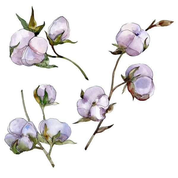 Purple Cotton Isolated White Watercolor Background Illustration Set — Stock Photo, Image