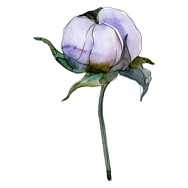Cotone Viola Isolato Bianco Acquerello Sfondo Illustrazione Set — Foto Stock