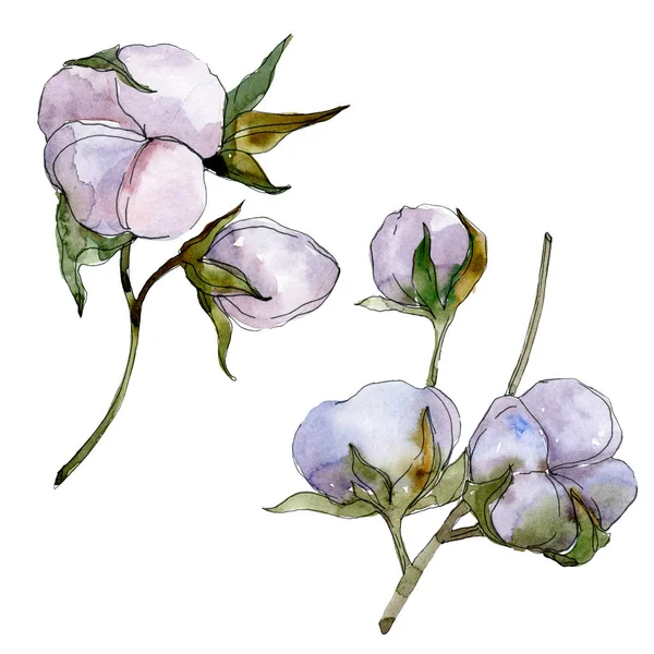 Cotone Viola Isolato Bianco Acquerello Sfondo Illustrazione Set — Foto Stock