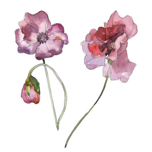 Фиолетовый красный цветочный ботанический цветок мака. Дикий весенний лист изолирован. Набор акварельных фонов. Акварель акварель акварель изолирована. Изолированный элемент иллюстрации маков
.