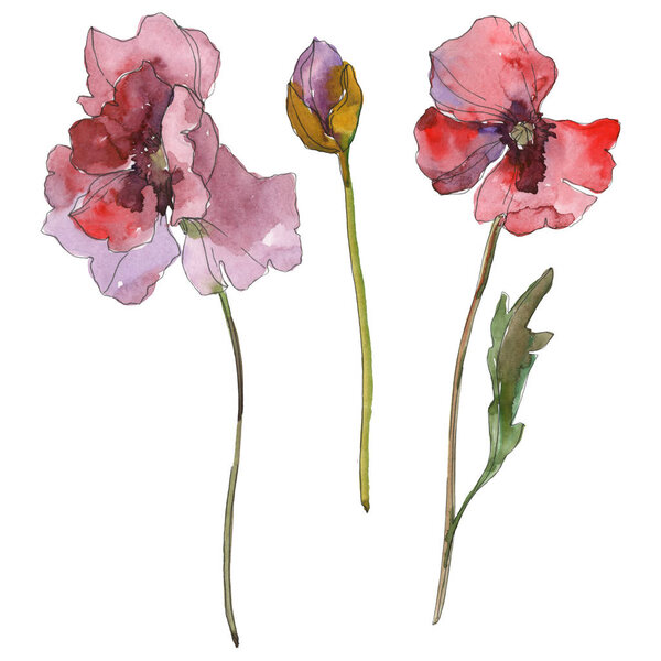 Фиолетовый красный цветочный ботанический цветок мака. Дикий весенний лист изолирован. Набор акварельных фонов. Акварель акварель акварель изолирована. Изолированный элемент иллюстрации маков
.