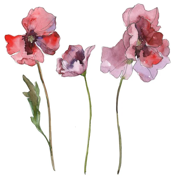 Fleur Botanique Florale Pavot Rouge Pourpre Feuille Printemps Sauvage Isolée — Photo