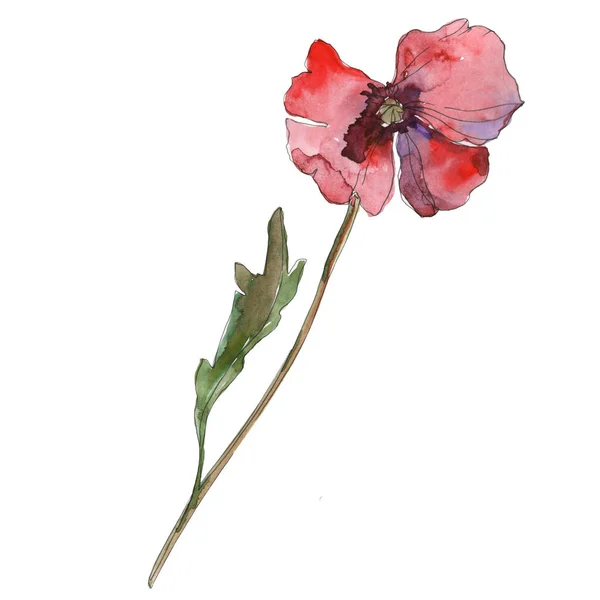 Fialový Červeného Máku Květinové Botanické Květ Divoký Jarní Listové Izolované — Stock fotografie