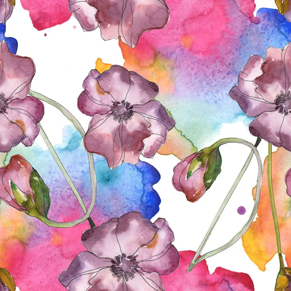 Фіолетова Червона Макова Квіткова Ботанічна Квітка Дикий Весняний Лист Ізольований — стокове фото