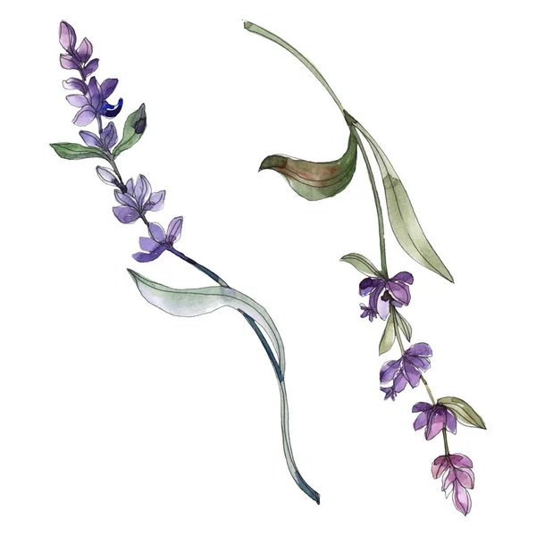 Purple isolated  lavender flowers. Watercolor illustration elements.