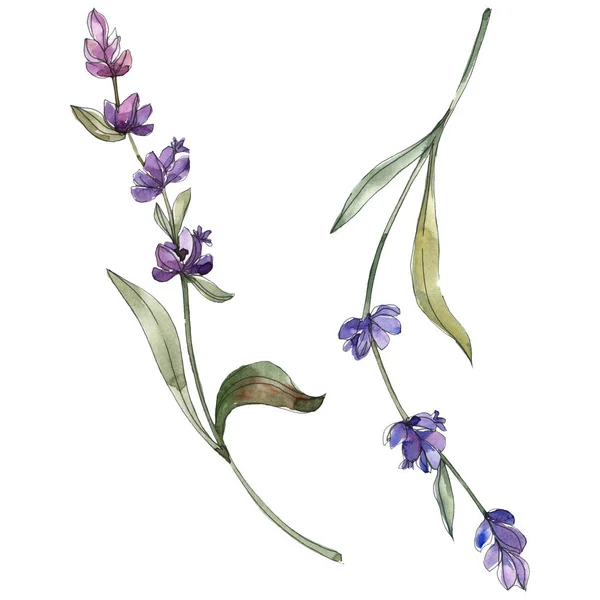 Elszigetelt Levendula Lila Virágok Akvarell Ábra Elemei — Stock Fotó