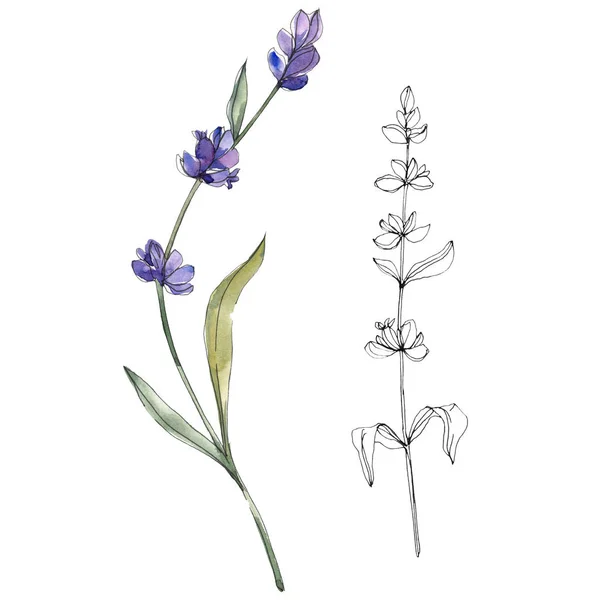 Geïsoleerde Paarse Lavendel Aquarel Illustratie Elementen — Stockfoto