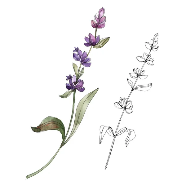 Purple isolated  lavender flowers. Watercolor illustration elements.