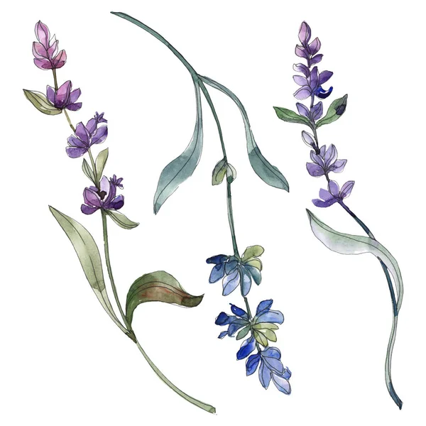 Purple isolated  lavender flowers. Watercolor illustration elements.
