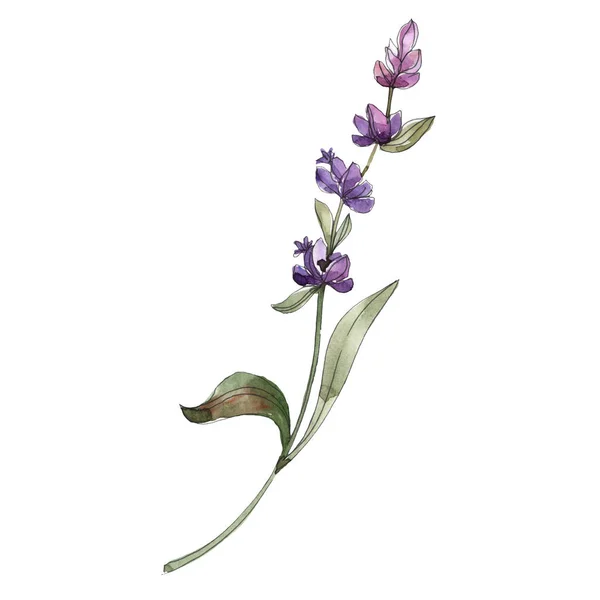 Ungu Bunga Lavender Terisolasi Unsur Ilustrasi Warna Air — Stok Foto