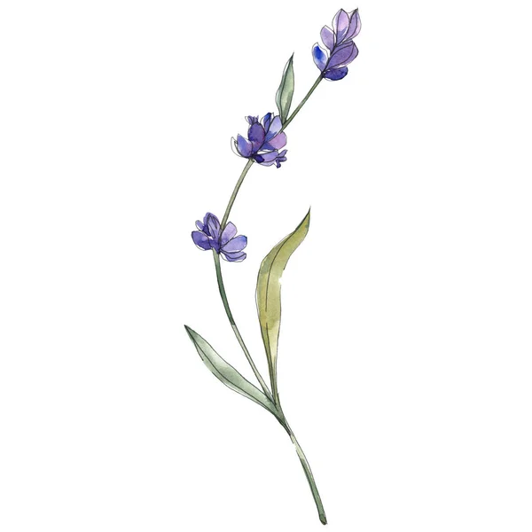 Purple isolated lavender flower. Watercolor background illustration element.