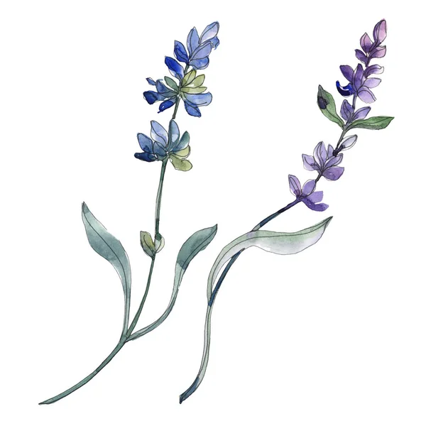 Geïsoleerde Paarse Lavendel Aquarel Illustratie Elementen — Stockfoto