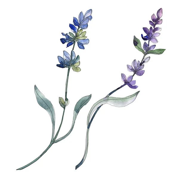 Purple isolated  lavender flowers. Watercolor illustration elements.
