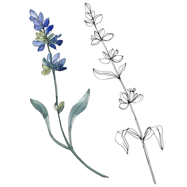 Purple isolated  lavender flowers. Watercolor illustration elements.