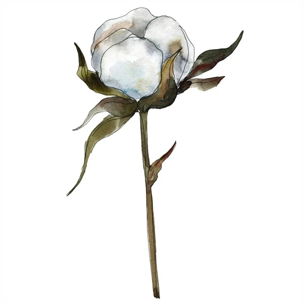 Βαμβακερό Φλοράλ Βοτανικό Λουλούδι Ακουαρέλα Φόντο Εικόνα Σύνολο Ακουαρέλα Σχεδίασης — Φωτογραφία Αρχείου