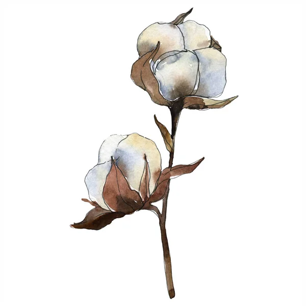 Bawełniany Kwiat Kwiatowy Botanicznych Zestaw Ilustracji Tle Akwarela Akwarela Rysunku — Zdjęcie stockowe